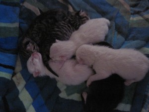 Six kittens